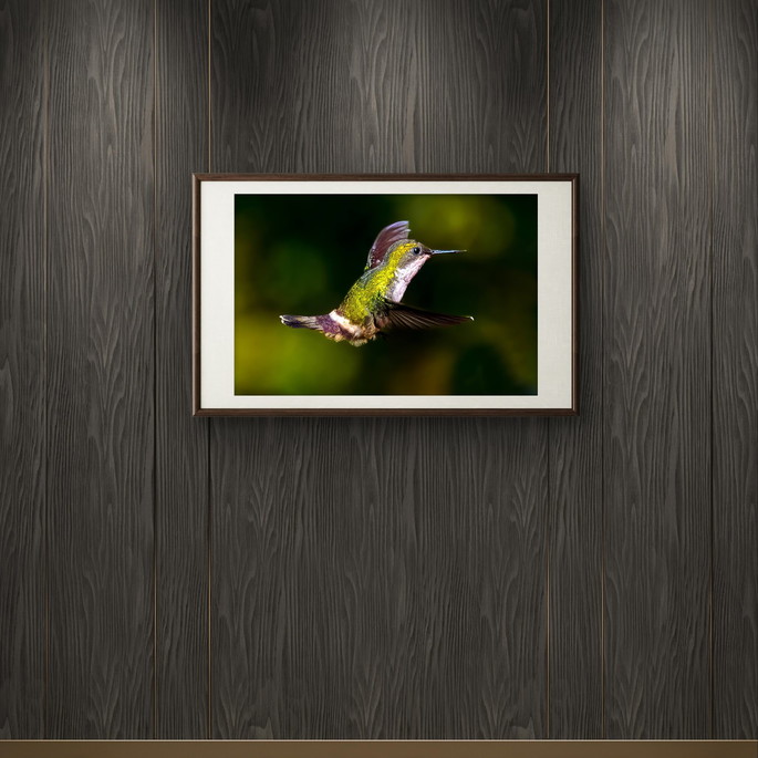 Quadro de Beija Flor (s/moldura)