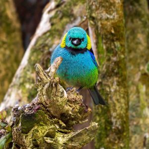 Fragmento de Arco-Íris - Saíra-sete-cores na Mata Atlântica