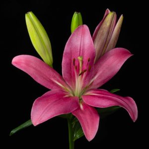 Flor em Fundo Negro - Lírio Vermelho